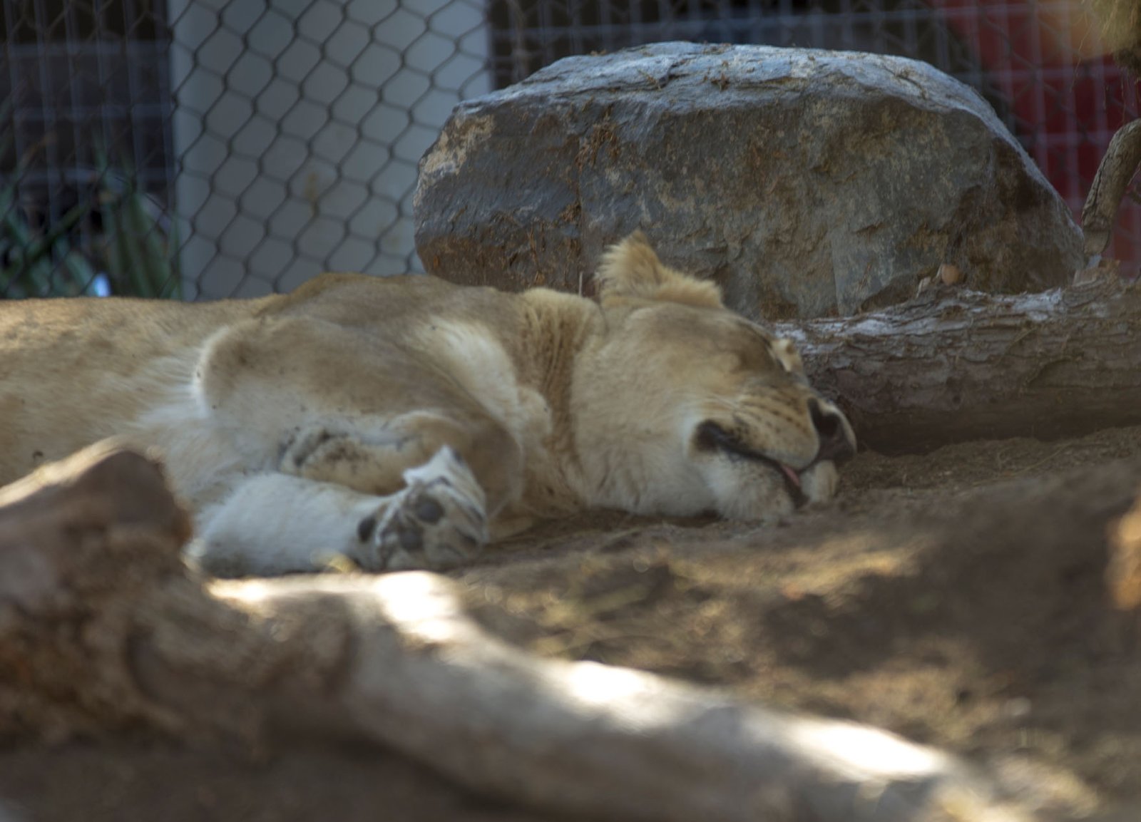 San Diego Zoo Part I 066